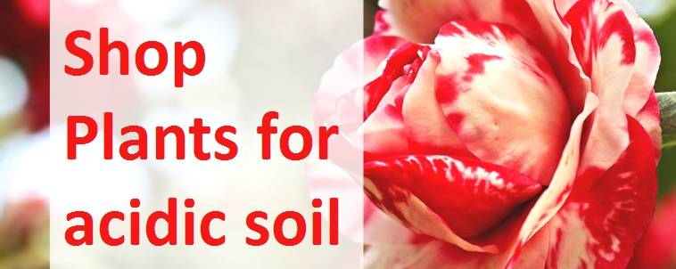 Shop Plants for Acidic Soil
